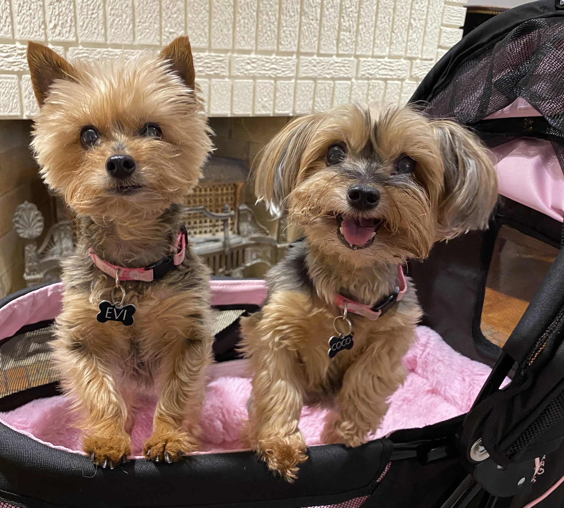 Coco and Evi love staying at TLC Pet Nursing Hotel.