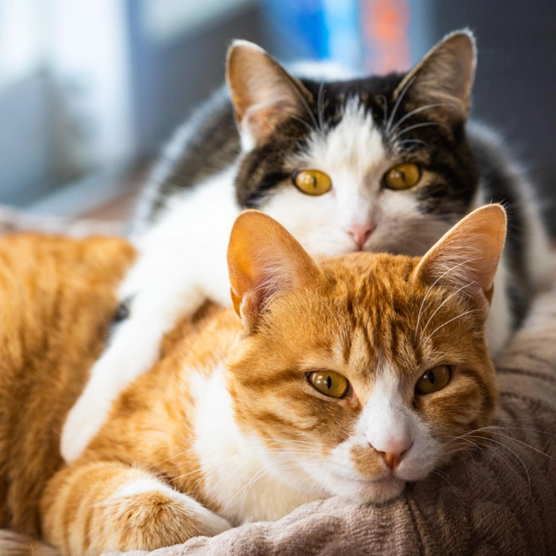 TLC Pet Nursing Hotel is celebrating cats during National Pet Month.