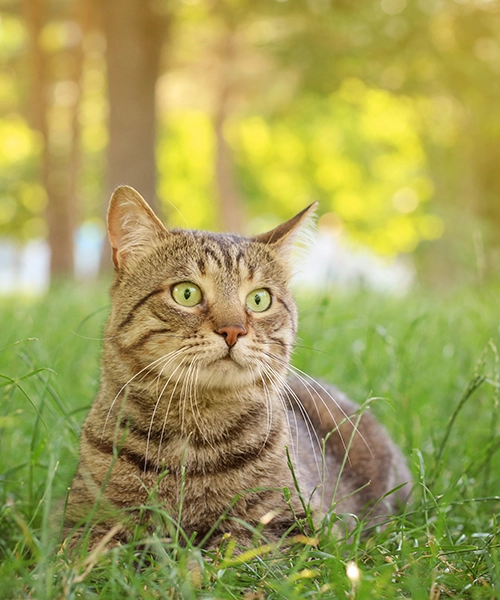 To help protect your feline friend from avian flu/bird flu, keep them indoors. Read our latest blog post to learn more.