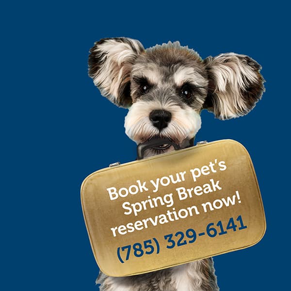 Book spring break boarding for your pup today!