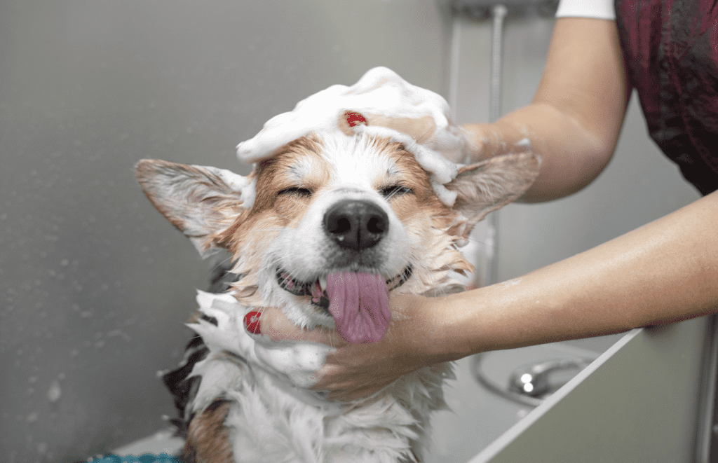 can you give a nursing dog a bath