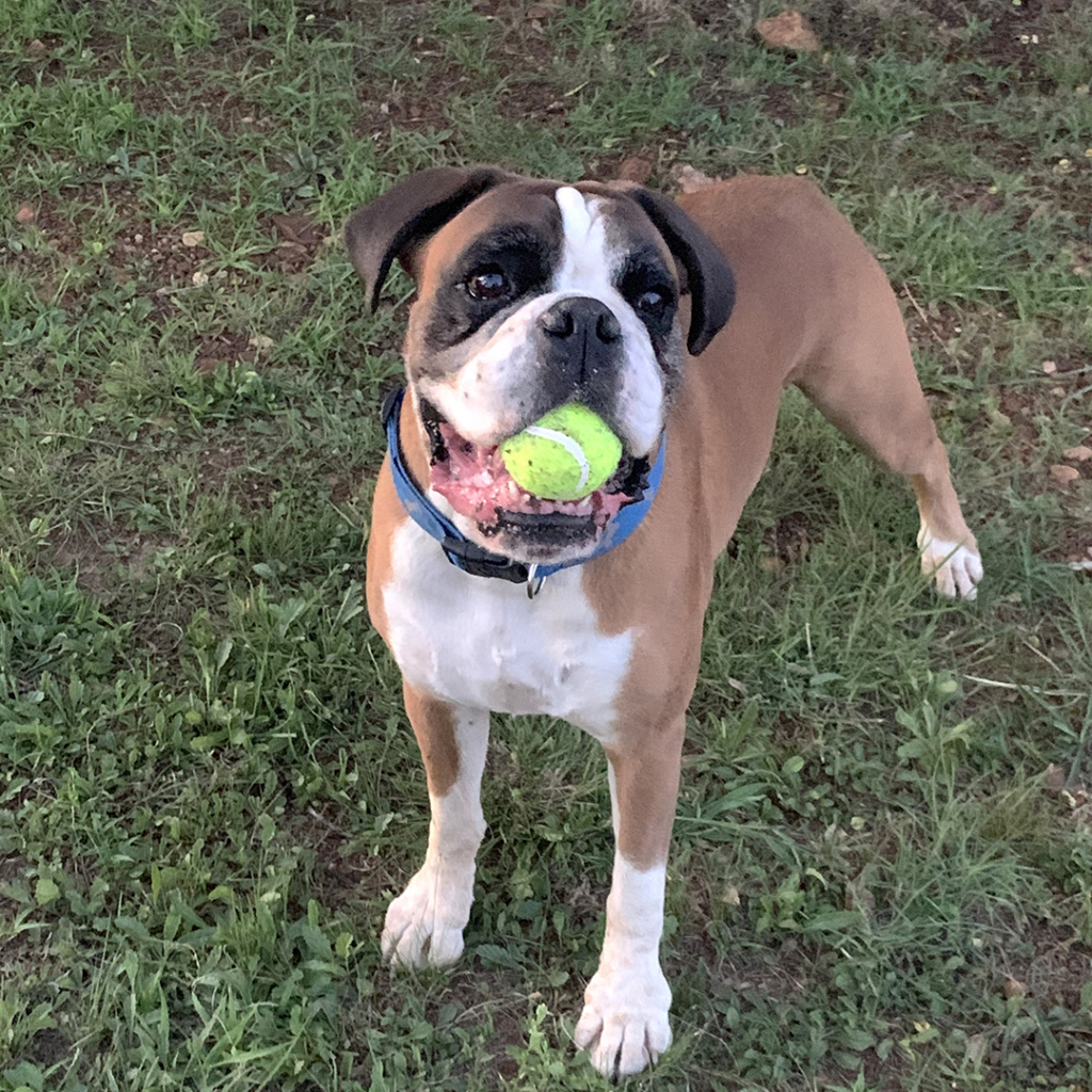 Bailey loves coming to stay at TLC Pet Nursing Hotel!