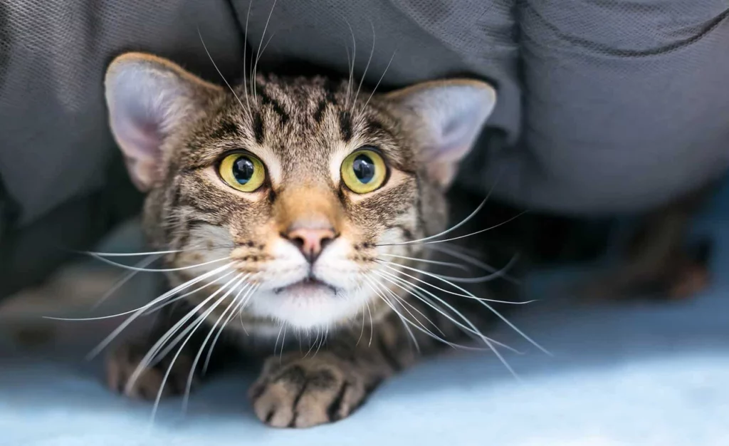 Anxious pets thrive at TLC Pet Nursing Hotel.