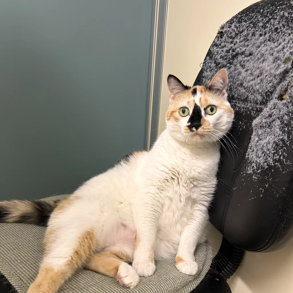 Callie the cat's parents bring her beloved computer chair when she comes to stay at TLC Pet Nursing Hotel.