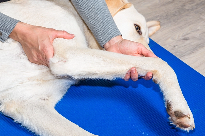 TLC Pet Nursing Hotel's massage therapy for dogs aids in comfort care, inflammation, stiffness and compensation cause by arthritis​.