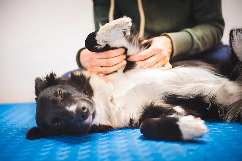 Pet Massage at TLC Pet Nursing Hotel can provide relief to aging pets or pets dealing with chronic pain.