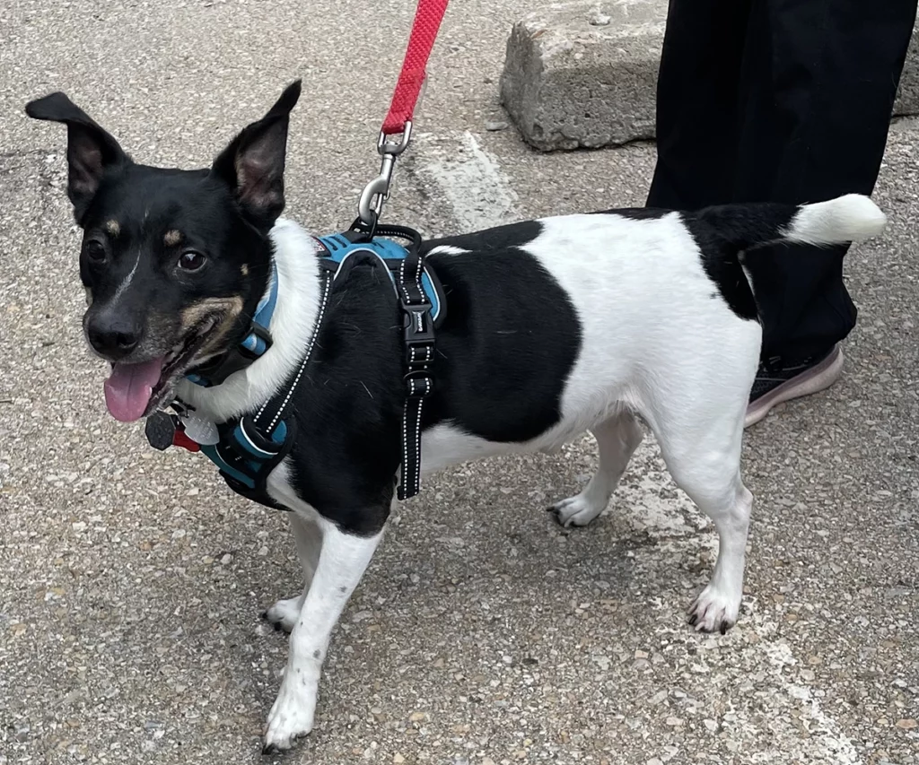 Dog walks are a regular activity for our pet guests at TLC Pet Nursing Hotel.