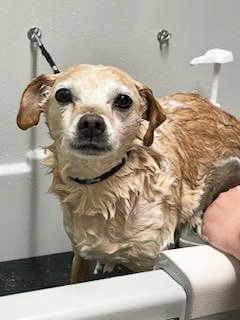 TLC Pet Nursing Hotel's groomer will shampoo and condition your dog's fur and then give them a full brush out and cologne spritz so they leave smelling and looking great!