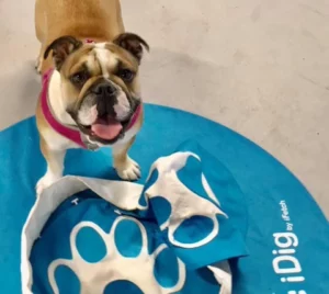 Olive loves her time at TLC's Dog Enrichment Academy!