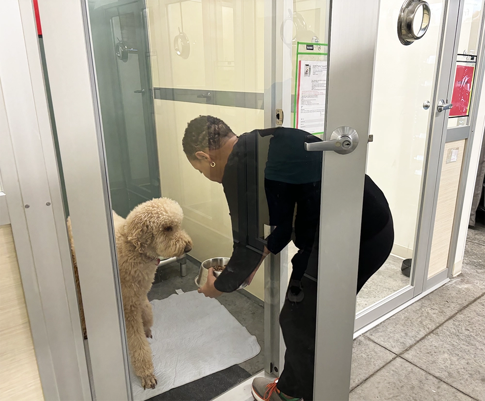 Feeding time is popular at TLC where we make sure your pet is fed on the schedule they are use to.