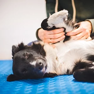 TLC Pet Nursing Hotel offers pet massage to help provide extra comfort to pets.