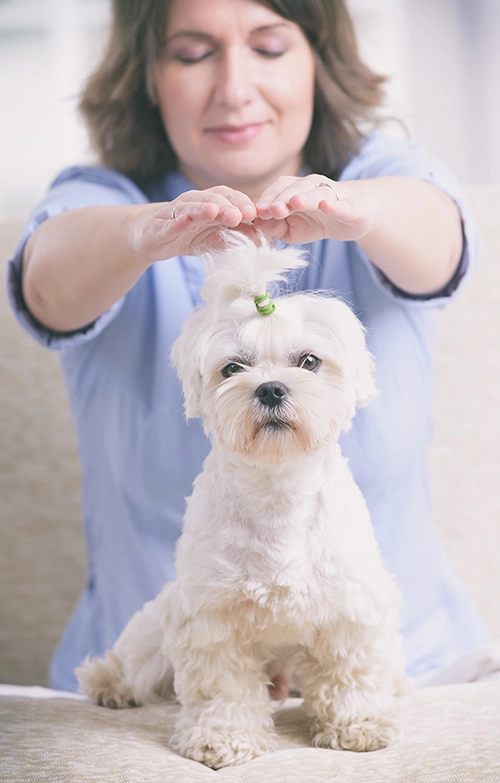 Reiki sessions at TLC Pet Nursing Hotel send healing energy to the animal helping with behavior issues by promoting relaxation and stress reduction.