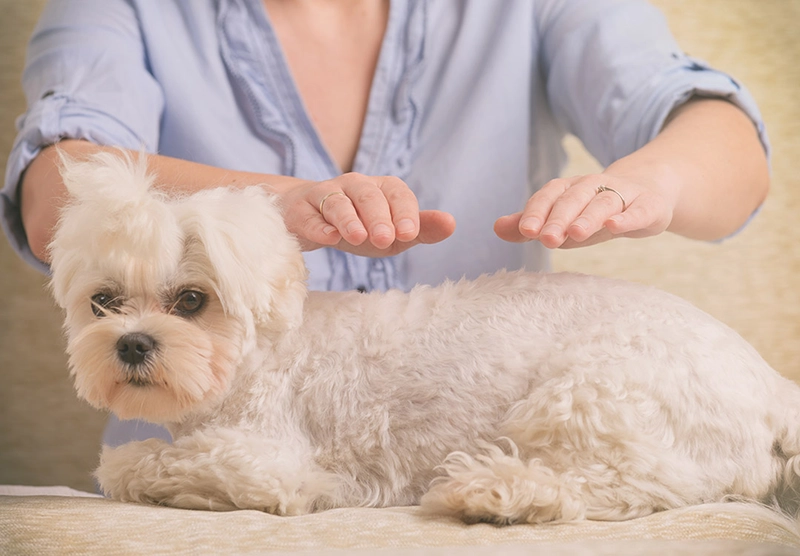 Reiki sessions at TLC Pet Nursing Hotel send healing energy to the animal helping enhance their overall well-being.