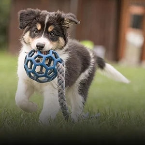 Puppy Training at TLC Pet Nursing Hotel can help your new puppy learn how it is supposed to behave.