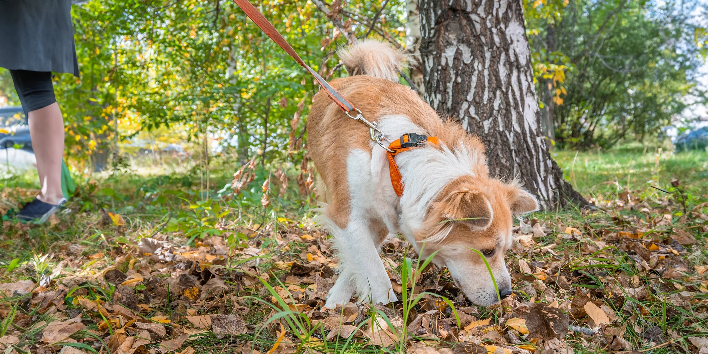 Sniff walks at TLC Pet Nursing Hotel allow dogs to indulge in the sensory wonderment around them, helping to reduce anxiety.