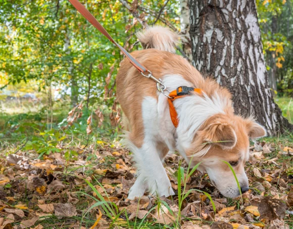 Sniff walks at TLC Pet Nursing Hotel allow dogs to indulge in the sensory wonderment around them, helping to reduce anxiety.