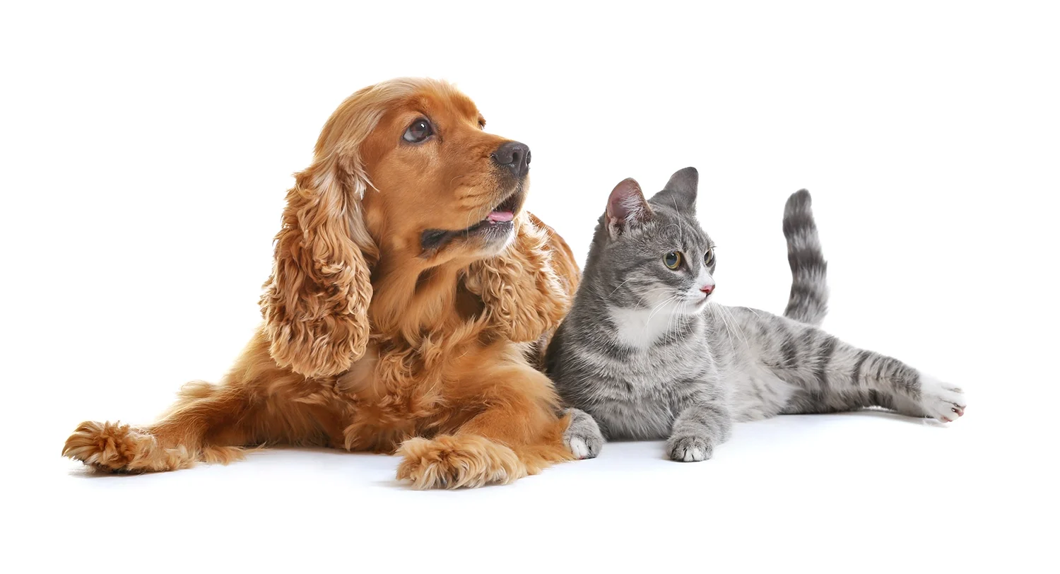 Pets that stay at TLC Pet Nursing Hotel are happy and well-cared for!