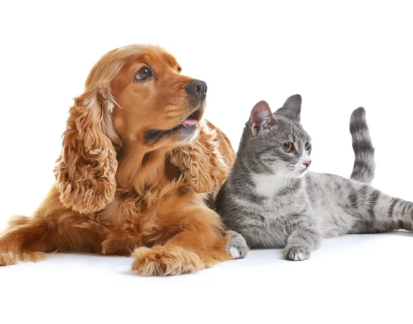 Pets that stay at TLC Pet Nursing Hotel are happy and well-cared for!