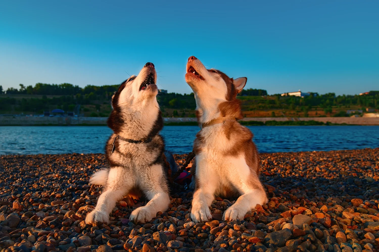 What causes dogs to howl and how can you can help them.