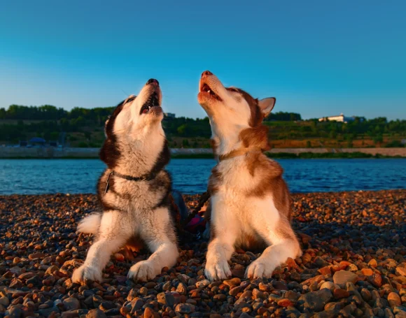 What causes dogs to howl and how can you can help them.