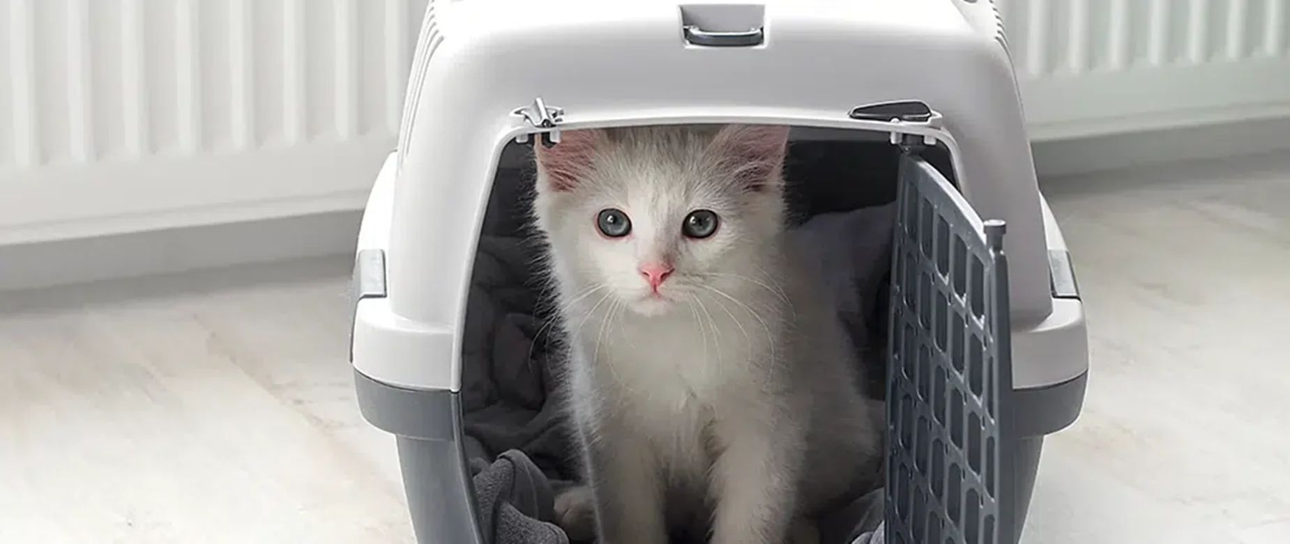 Help kittens and cats feel more comfortable around carriers by keeping them out in the open, comfortable and inviting so they overcome the fear and negativity associated with carriers.