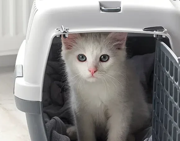 Help kittens and cats feel more comfortable around carriers by keeping them out in the open, comfortable and inviting so they overcome the fear and negativity associated with carriers.
